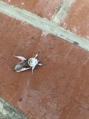 Cryptophasa albacosta