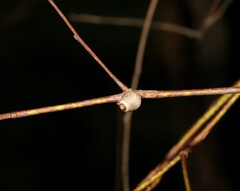 Doratifera vulnerans