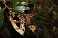 Neosparassus calligaster