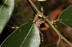 Neosparassus calligaster