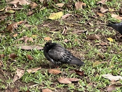 Columba livia domestica