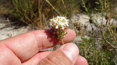 Microdon capitatus