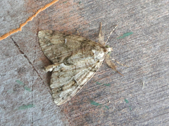 Pseudocoremia suavis