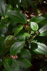 Miconia aguilarii