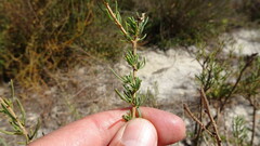 Microdon capitatus