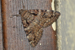 Catocala coniuncta