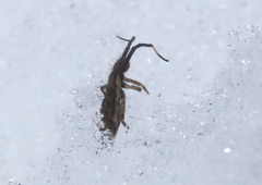 Orchesella flavescens