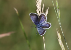 Plebejus argus