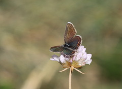 Plebejus argus