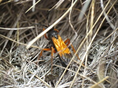 Priocnemis conformis