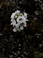 Euphrasia striata