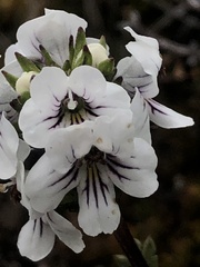 Euphrasia striata