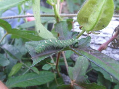 Xanthodes transversa