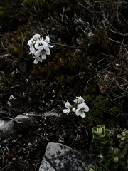 Euphrasia striata