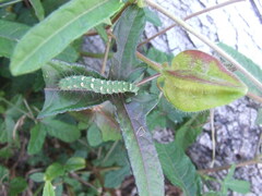 Xanthodes transversa