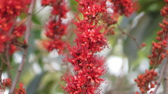 Vachellia xanthophloea