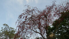 Vachellia xanthophloea