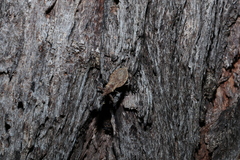 Dulitocoris usingeri