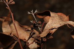 Eucalyptus microcorys