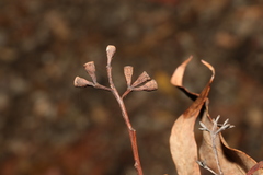 Eucalyptus microcorys