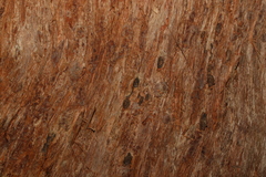 Eucalyptus microcorys