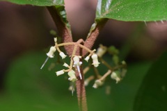 Miconia aguilarii