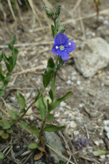 Veronica fruticans
