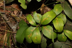 Notelaea ovata
