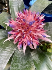 Aechmea fasciata