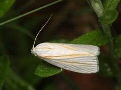 Cryptophasa flavolineata