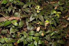 Notelaea ovata