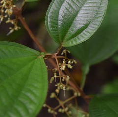 Miconia aguilarii