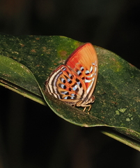 Paralaxita telesia