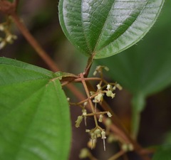 Miconia aguilarii