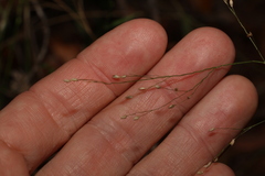 Panicum simile
