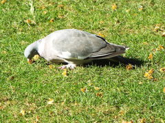 Columba palumbus