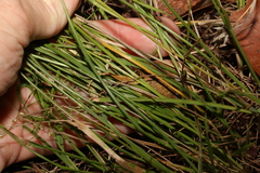 Panicum simile