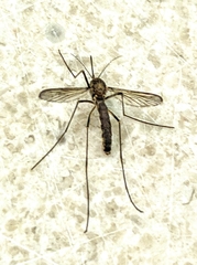 Armigeres subalbatus