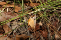 Ophiusa disjungens
