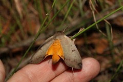 Ophiusa disjungens