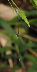 Stenagrion dubium
