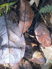 Beilschmiedia tarairi