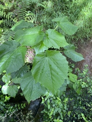 Entelea arborescens