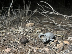 Strophurus intermedius