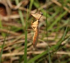 Mantispidae