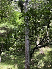 Beilschmiedia tarairi
