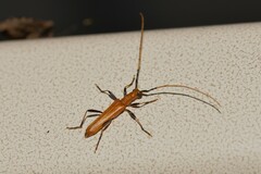 Aphanosperma orientalis