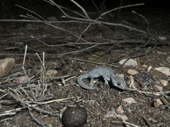 Strophurus intermedius