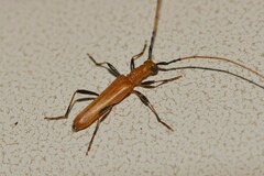 Aphanosperma orientalis