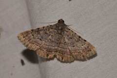 Diatenes aglossoides